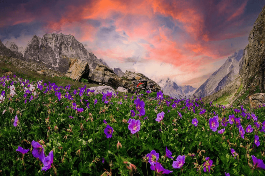 Valley of Flowers Trek 2025 – Complete Guide, Itinerary, Best Time & Highlights